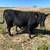 Quality Angus Bulls for Sale Delivery Services Available 6 thumbnail