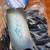 2 Brand new Dolfin Solid Black Jammer/ boys swimming trunks sz 20 2 thumbnail