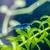 Blue Dream Shrimp 3 thumbnail