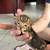 Bengal kittens 5 thumbnail
