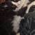 Tabby/tux 3 thumbnail