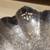 5pc Antique Silver Plate Serving Pieces in Interesting Patterns! 4 thumbnail