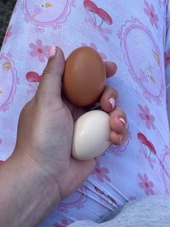 Eggs for eating or hatching 1