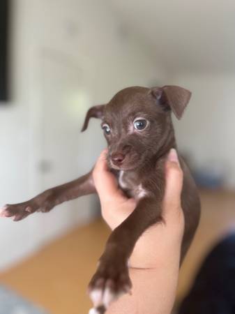 Chihuahua Puppy Male 1