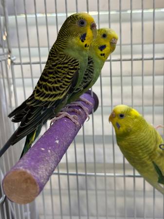3 female budgies, parakeets with small cage (Edmond)63976604806146120