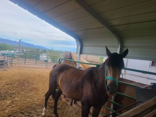 Grade Mare 1