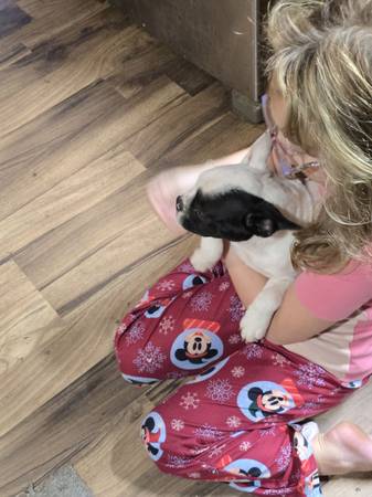 Cachorra hembra de Boston (Winlock)63697527196675121