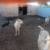 Goats 2 thumbnail