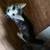 Free kittens/cat 3 thumbnail