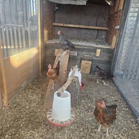 ROOSTERS 1