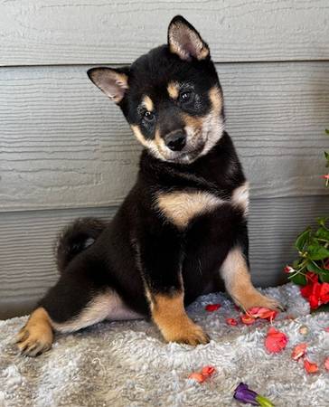 Female Shiba Inu Black/tan (Fairview)63667796301955121