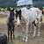 Blue Roan APHA 4 thumbnail