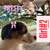 Australian shepherd puppies 3 thumbnail