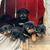 Rottweiler puppies 2 thumbnail