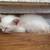 Siamese kittens 4 thumbnail