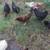 Nice hens 1 thumbnail