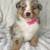AKC Australian Shepherds 6 thumbnail