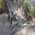 Tree services - tree removal -Bush hogging land clearing services 13 thumbnail