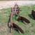 2 Bottom Plow 14" with coulters 5 thumbnail