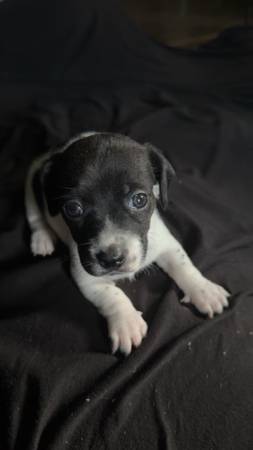 Terrier63405496708867121