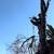 Tree climbing lessons 2 thumbnail