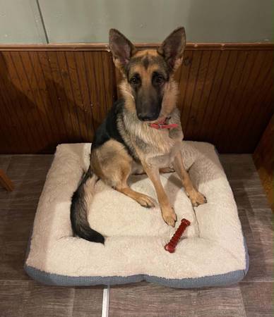 Full blooded german shepherd (Mc Dermott)598533261125888001