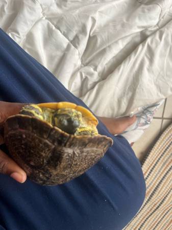 Yellow-Bellied Turtle Looking for Loving Home (Raleigh)63980446592003120