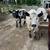 Heifers/steer 1 thumbnail