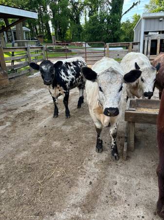 Heifers/steer 1