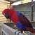 Breeder Eclectus female 2 thumbnail
