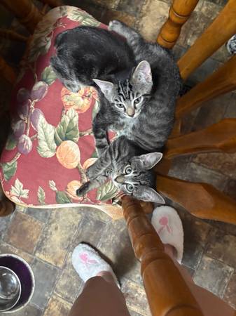 Manx kittens 1