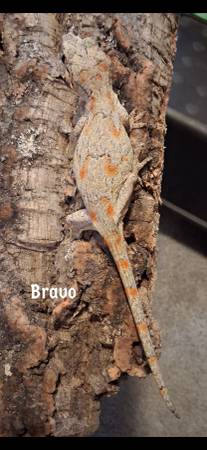 Rehoming Gargoyle Geckos (Longview)603048220337776643