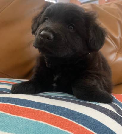 cachorro macho de tres meses de edad (pittsburg / antioch)63836593170817120
