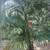 *** KING Palms *BAMBOO  PALMS*LADY PALMS* Kentia palms   *** 2 thumbnail