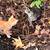Male kittens 5 thumbnail