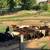 100 Weaned Beef Calves Delivery Available 5 thumbnail