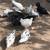 Ermine Ameraucana 12 thumbnail