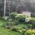 Hostas- for sale 4 thumbnail