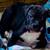 Pitbull puppy’s     Miss Luna & Maximus 3 thumbnail
