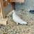 Pigeon for sale 1 thumbnail