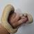 Pastel lesser yellowbelly clown 3 thumbnail