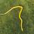 Reticulated Python 3 thumbnail