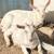 Saanen goats gor sale 5 thumbnail