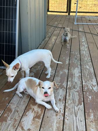 Cruce de Chihuahua/Beagle necesita un nuevo hogar (healdsburg / windsor)63836593114243124