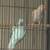2 Indian Ringneck plus cage 1 thumbnail