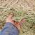 Grass Hay 3 thumbnail