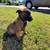 Belgium Malinois 3 thumbnail