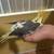 Tamed cockatiel babies 3 thumbnail