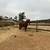 Rehoming Dutch Warmblood Mare 2 thumbnail