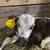 Prospect British White/Jersey Stud Calf 2 thumbnail